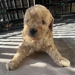 Crimson - Red  female Poodle puppy in Chattanooga, Tennessee from SoftPaw Kennels