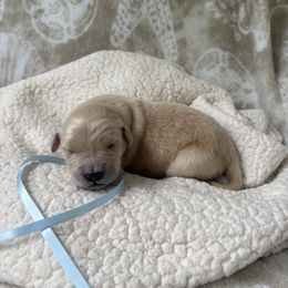 Light blue female - Golden female Golden Retriever puppy in East Hartford, Connecticut from Cherry Hollow Goldens