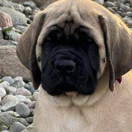Great Danes and Mastiffs from Sherwood Mastiffs