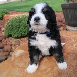 Bernedoodle and Goldendoodle Puppies from High Mesa Doodles