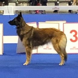 Quimby - Belgian Tervuren