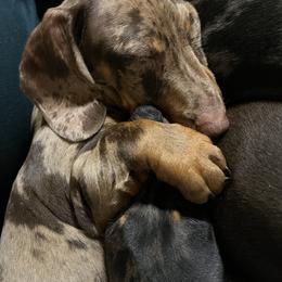 Dachshund Puppies from Mahzian Miniature Dachshunds