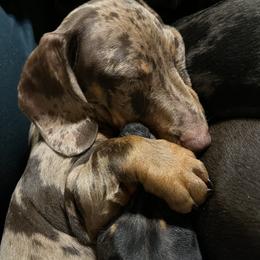 Dachshund Puppies from Mahzian Miniature Dachshunds