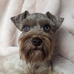 Penny - Miniature Schnauzer