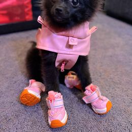 Pomeranian Puppies from Somos Pomeranians | Selectively Bred Puppies