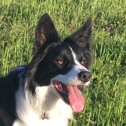 Rift - Border Collie