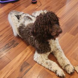 Kai - Goldendoodle