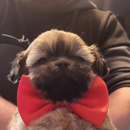 Spankie - Sable male Shih Tzu puppy in Newport, Arkansas from Gina's Lil Zues and Yorkies Kennel