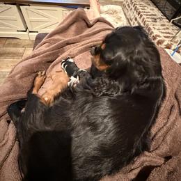 Cavalier King Charles Spaniel Puppies from 5dubs Cavaliers