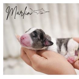 MARLIN - male Double Doodle puppy in Hialeah, Florida from The Pup Spot