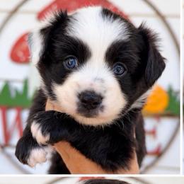 Spice - Black & white female Miniature Australian Shepherd puppy in Buchanan, Georgia from Stanleyville Farm Mini Aussies