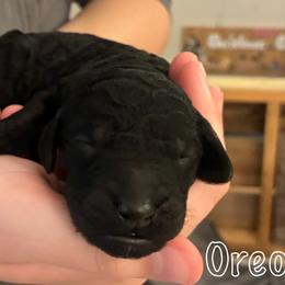 Goldendoodle Puppies from Lena’s “Baby Beans” and “Christmas Cookies”