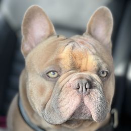 French Bulldogs from Loyal Littles French Bulldogs