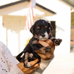 Bonnie - Tri-color female Bernedoodle puppy in Yuba City, California from Ranch House Doodles