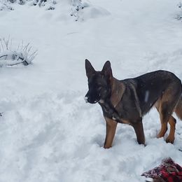 German Shepherd Puppies from Von Fousthaus GSDogs