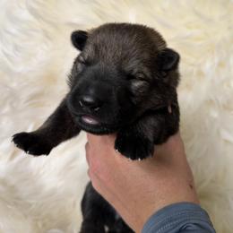 Pink - Sable female German Shepherd puppy in Cody, Wyoming from Faoladh German Shepherds