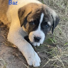 Baz - Biscuit and white male Anatolian Shepherd Dog puppy in Avon Park, Florida from Sandy Pines Homestead