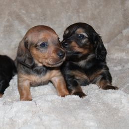 Dachshund Puppies from JB Dachshunds