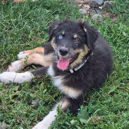 Soursop - Black tri-color male Australian Shepherd puppy in Albany, Oregon from Red Cloud Australian Shepherds and DeGray Great Danes & Bulldogs