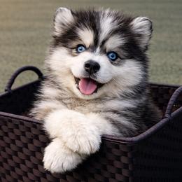 Ezra - Black and white male Pomsky puppy in Amarillo, Texas from Pom Pom Pomskies