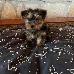 Yorkshire Terriers from Tammy's Yorkshire Terriers