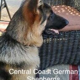 German Shepherd Puppies from Central Coast German Shepherds