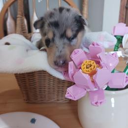 Kyla (Blue Girl 3) - Blue merle white and tan female Collie puppy in Nunn, Colorado from Kingsgift Collies