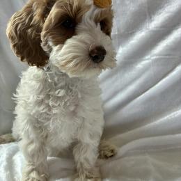 Sky - Red and white female Cockapoo puppy in Adrian, Oregon from ApplebyFarm