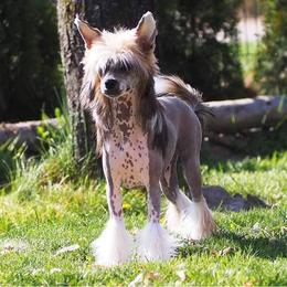 Chinese Crested and Mi-Ki Puppies from Elegant Tiny Paws