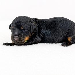 Ron - Harry Potter Litter - Phantom male Bernedoodle puppy in Charleston, South Carolina from Palm Belle Doodles
