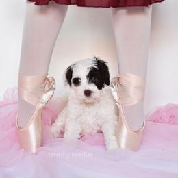 Australian Labradoodle Puppies from Trinity Doodles