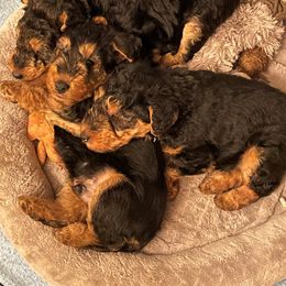 Welsh Terrier Puppies from Gryphon Roc Kennels