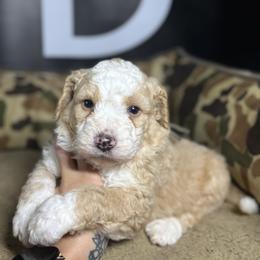 SIG - Red male Bernedoodle puppy in Corpus Christi, Texas from The Henke Doodles