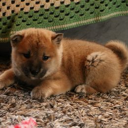 Melody - Red female Shiba Inu puppy in Fairbanks, Alaska from Arctic Kennels (Pomskies, Akitas & Shibas)