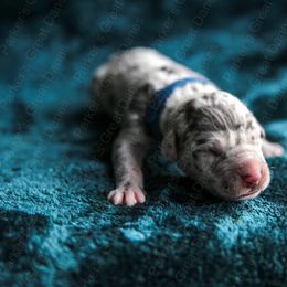 Speck - Harlequin Great Dane puppy in Rosharon, Texas from Parker's Great Danes