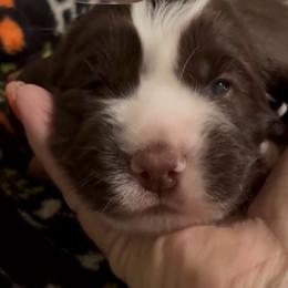 Harry - Liver and white male English Springer Spaniel puppy in Borrego Springs, California from Desert Willow Kennel