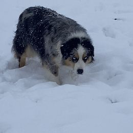Sky - Australian Shepherd