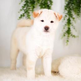 Yuki Cream Male - Cream male Shiba Inu puppy in Neosho, Missouri from Sunny Terrace Shibas