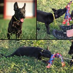 Belgian Malinois, Companion Cross, Russell Terrier, and Yorkshire Terrier Puppies from Working W Kennels