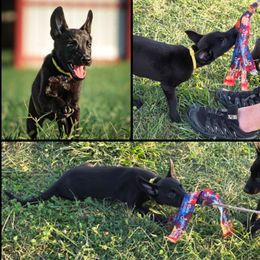 Belgian Malinois, Companion Cross, Russell Terrier, and Yorkshire Terrier Puppies from Working W Kennels