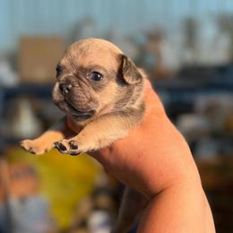 Spud - Fawn brindle and white male French Bulldog puppy in Hopkins, Missouri from Mowry Creek Mini Aussiedoodles and More