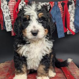 Moose - Tri-color male Bernedoodle puppy in Lancaster, Minnesota from Richardville Hunde