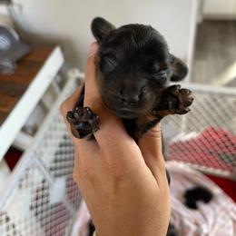 Female 1 - Black and tan female Dachshund puppy in Lincoln, California from Lucky 11 Ranch