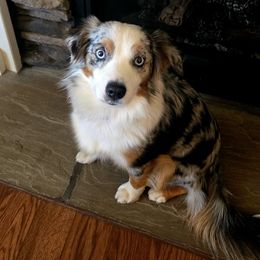 Shay - Miniature Australian Shepherd