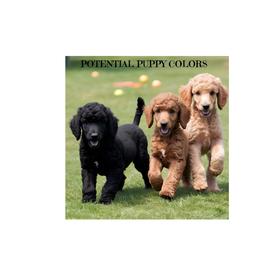 Poodle Puppies from Seaview Standard Poodles