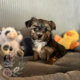 Handsome Yorkie Male - Black and tan male Yorkshire Terrier puppy in Benson, Arizona from Happy Tails Yorkies