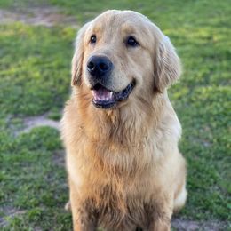 Nelson - Golden Retriever