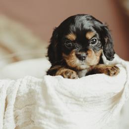 Cavalier King Charles Spaniel and Cavapoo Puppies from The Cav Family