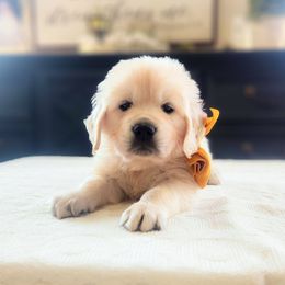 Olive - Light golden female Golden Retriever puppy in Deer Lodge, Tennessee from SelahGold