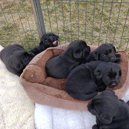 Labrador Retriever Puppies from Remington Labradors
